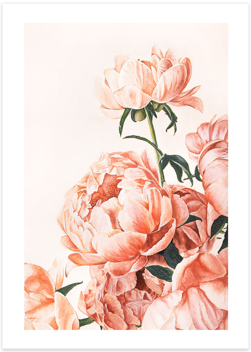 Pink Peonies Poster