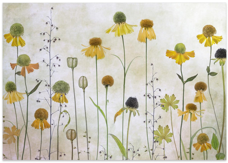 Helenium Poster