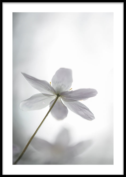 Wind Flower Poster