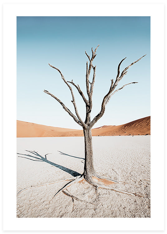 Dead Vlei Poster