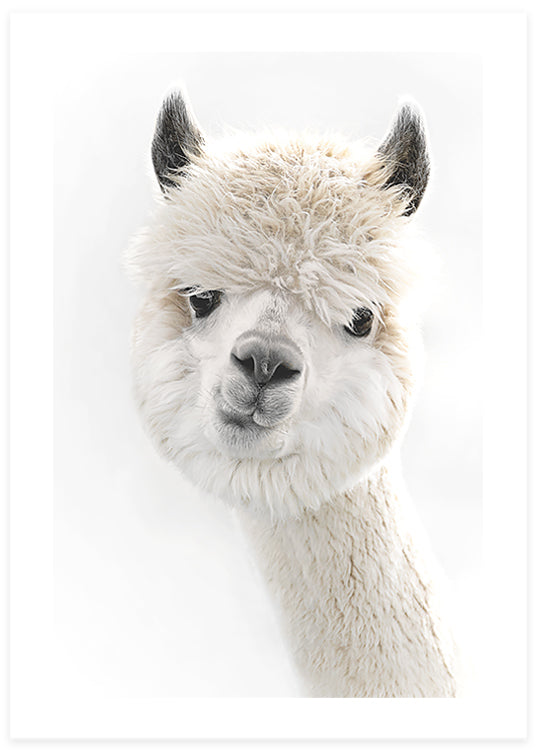 Peeky Alpaca Poster