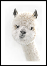 Peeky Alpaca Poster