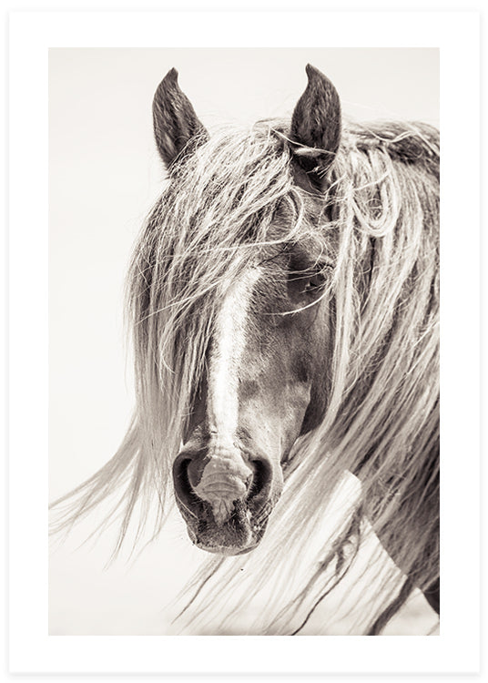 Stallion Poster