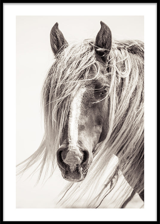 Stallion Poster