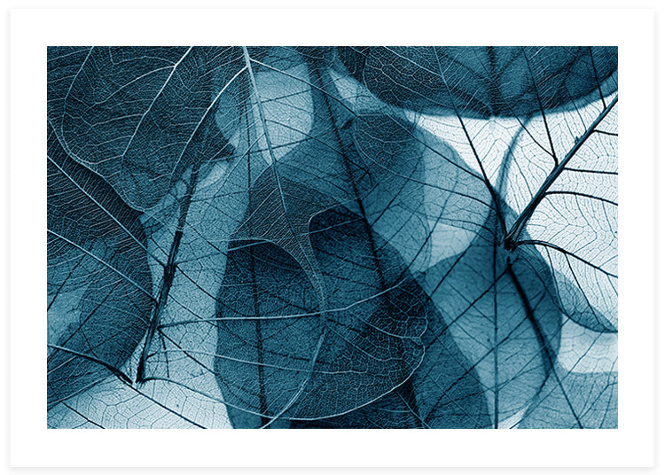 Blue Leaves Poster