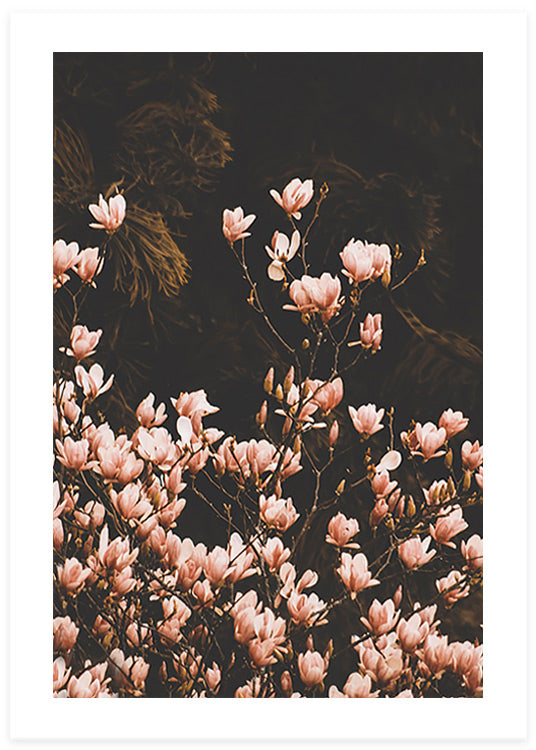 Blush Pink Magnolia Poster