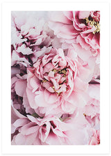 Pink Blush Peonies Poster