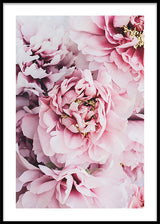 Pink Blush Peonies Poster