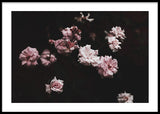 Wild Pink Roses Poster