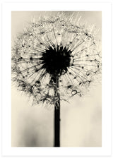 Dandelion Poster