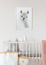 Peeky Alpaca Poster